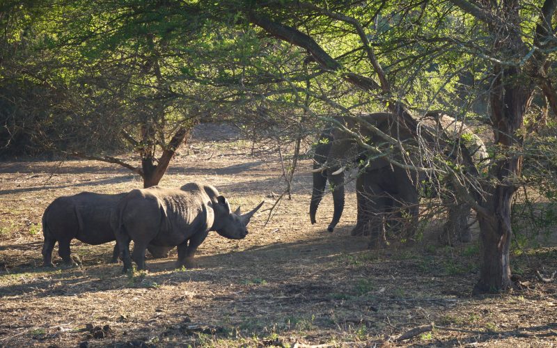 Affrontement entre rhinocéros et éléphants, réserve Zulu Nyala, afrique du sud