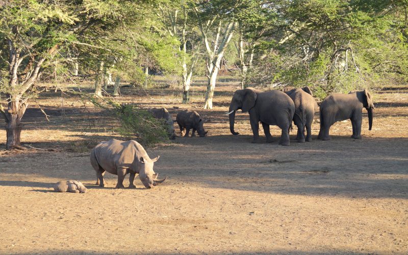 Elephants et rhinocéros, réserve Zulu Nyala, afrique du sud