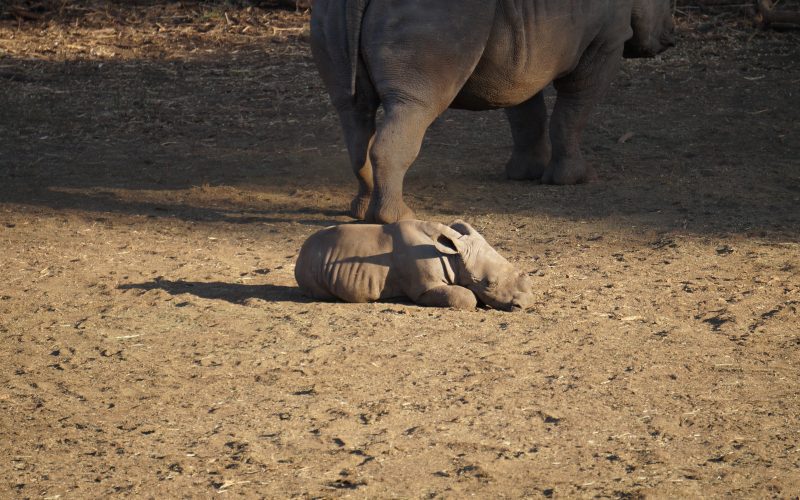 bébé rhinocéros, réserve Zulu Nyala, afrique du sud