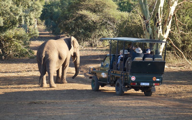 Eléphant qui charge une voiture, réserve Zulu Nyala, afrique du sud