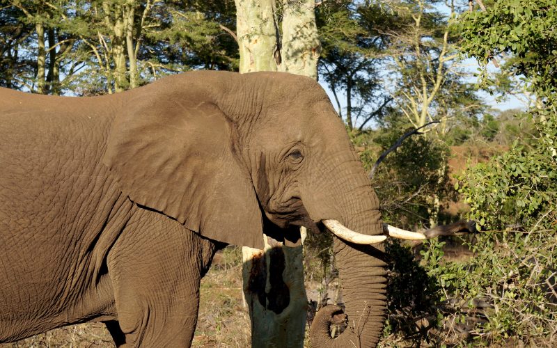 Eléphant, réserve Zulu Nyala, afrique du sud