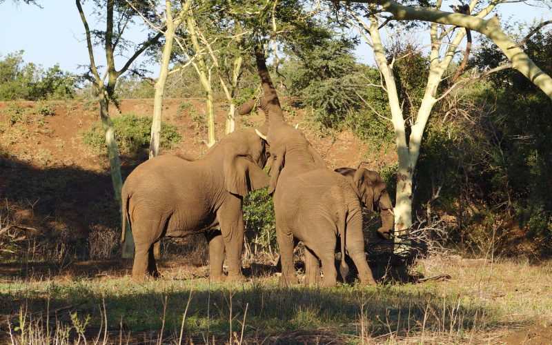 Eléphants qui mangent, réserve Zulu Nyala, afrique du sud