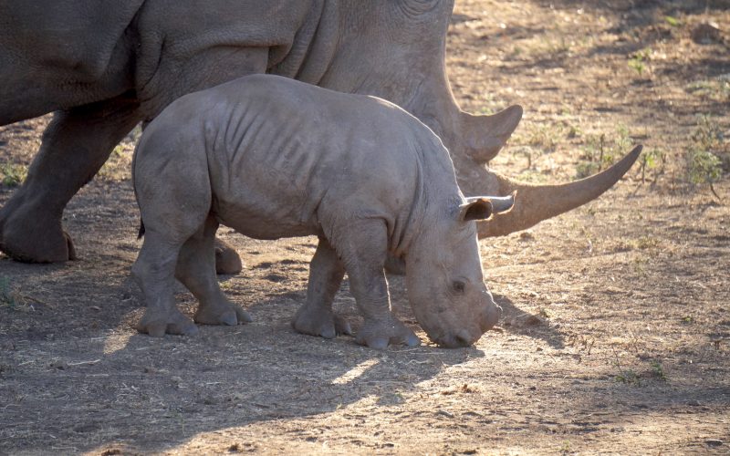 bébé rhinocéros, réserve Zulu Nyala, afrique du sud