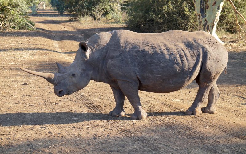 rhinocéros, réserve Zulu Nyala, afrique du sud