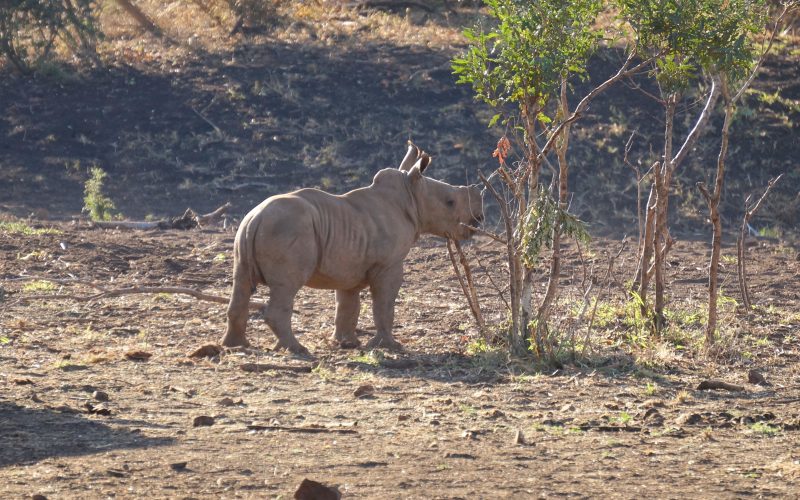 bébé rhinocéros, réserve Zulu Nyala, afrique du sud