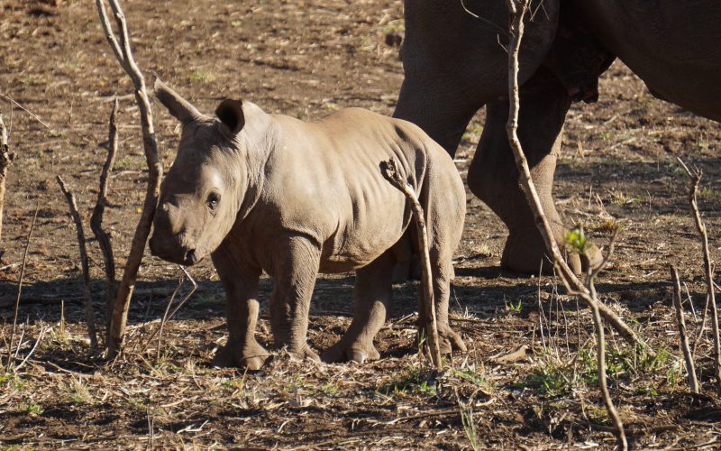 bébé rhinocéros, réserve Zulu Nyala, afrique du sud