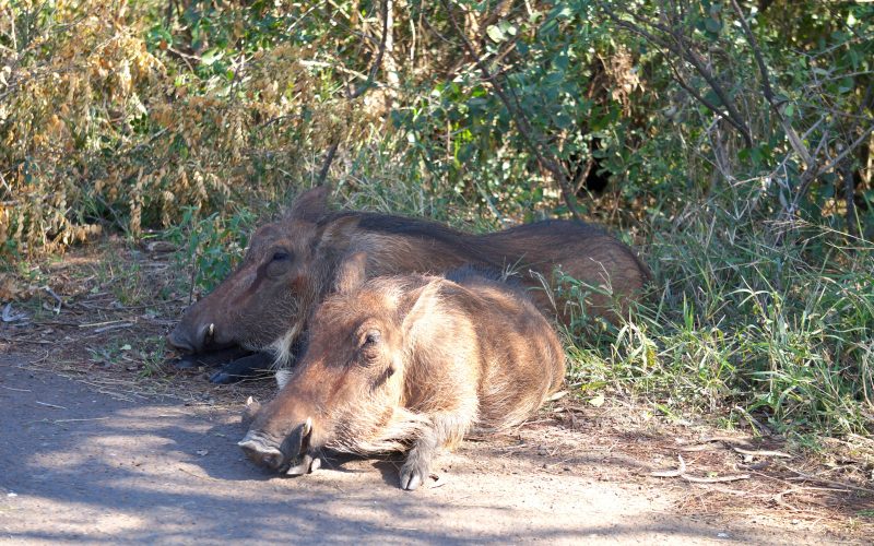 phacochère, parc hluhluwe imfolozi, afrique du sud