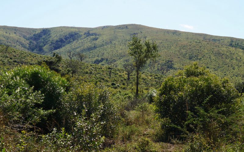 parc hluhluwe imfolozi, afrique du sud