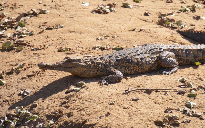 Crocodile, parc hluhluwe imfolozi, afrique du sud