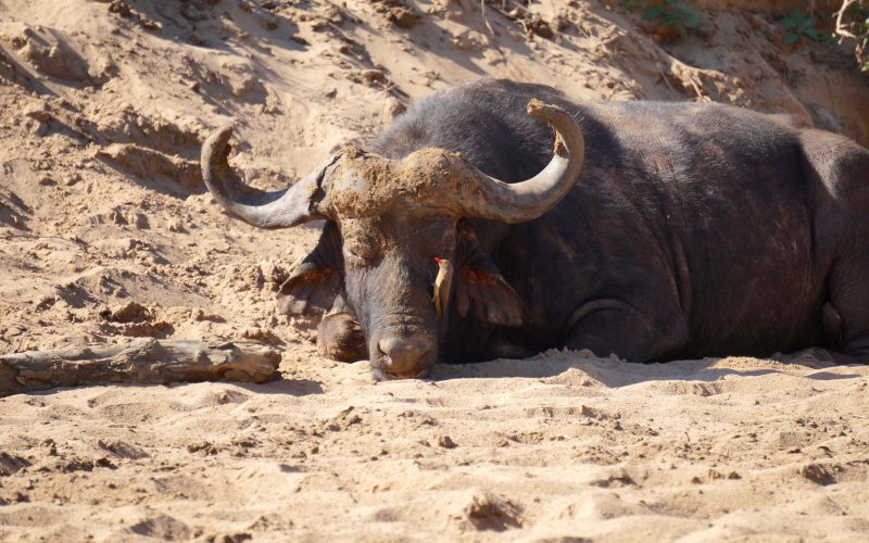 buffle, parc hluhluwe imfolozi, afrique du sud