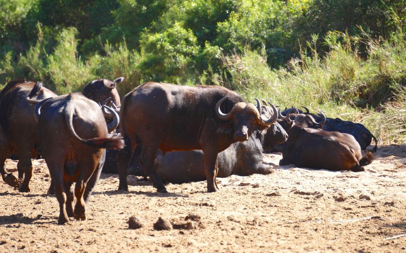 troupeau de buffles, parc hluhluwe imfolozi, afrique du sud