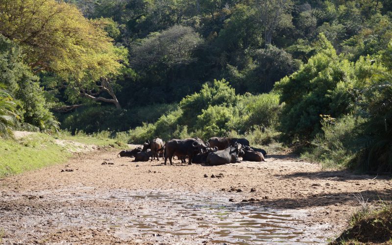 troupeau de buffles, parc hluhluwe imfolozi, afrique du sud