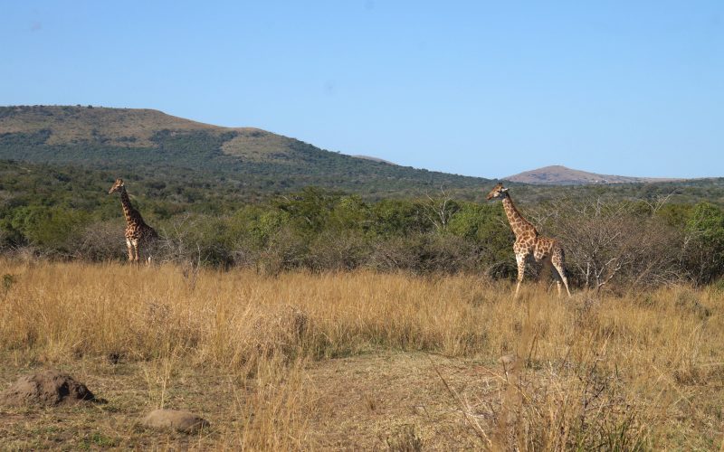 girafes, parc hluhluwe imfolozi, afrique du sud