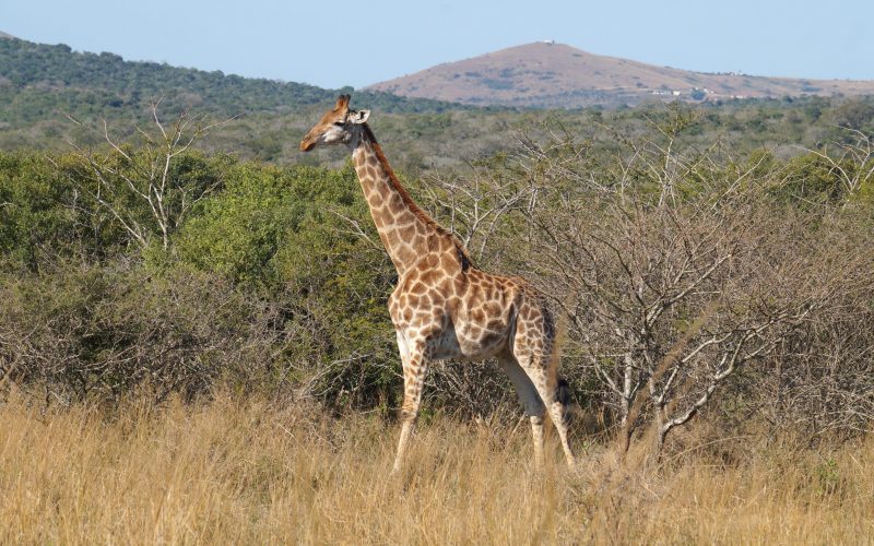 girafe, parc hluhluwe imfolozi, afrique du sud