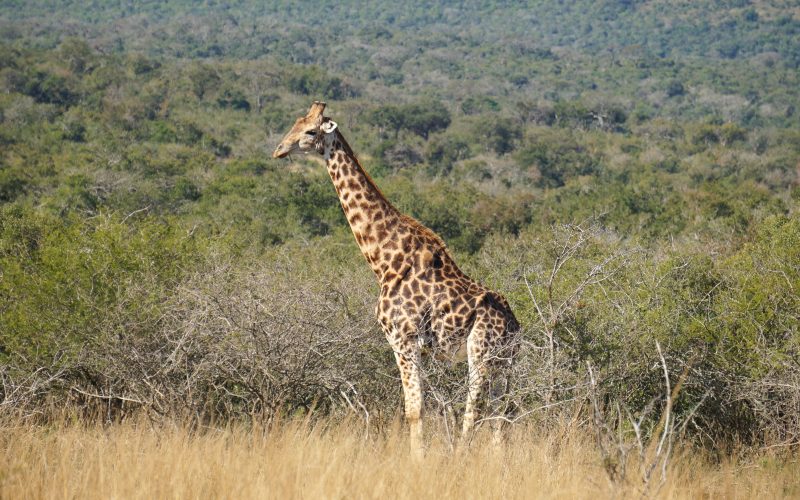 girafe, parc hluhluwe imfolozi, afrique du sud