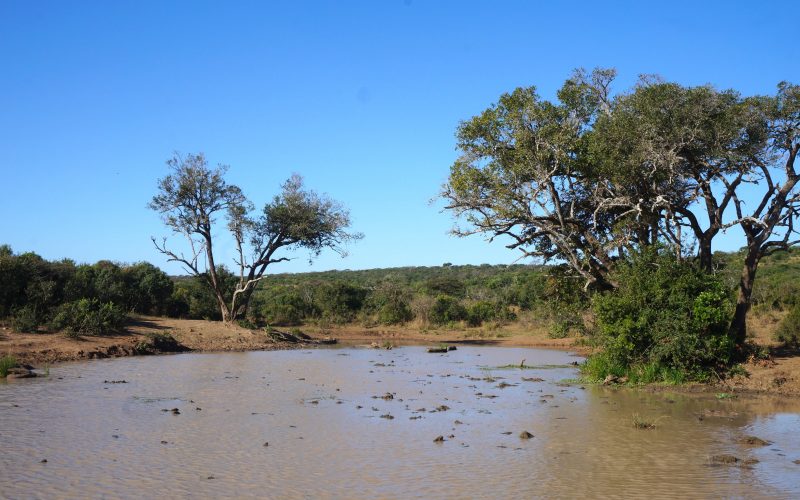 point d'eau, parc hluhluwe imfolozi, afrique du sud