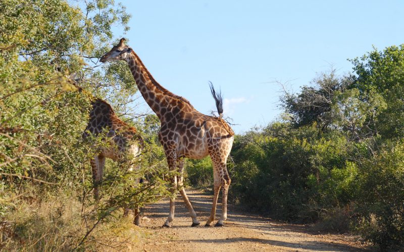 girafes, parc hluhluwe imfolozi, afrique du sud