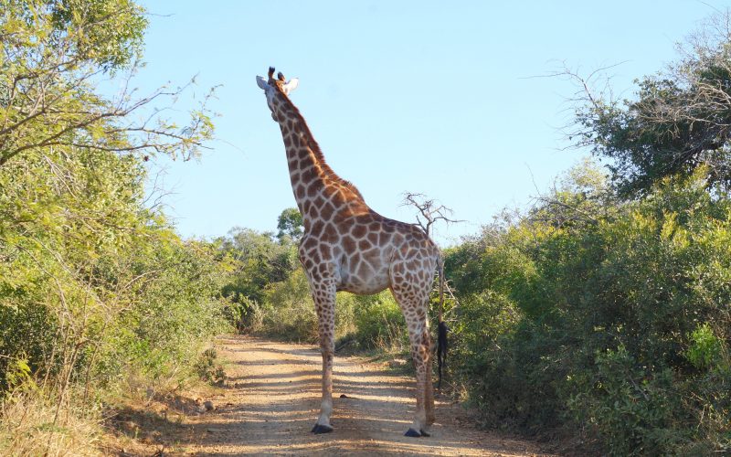 girafe, parc hluhluwe imfolozi, afrique du sud