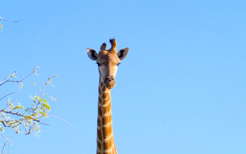 girafe, parc hluhluwe imfolozi, afrique du sud