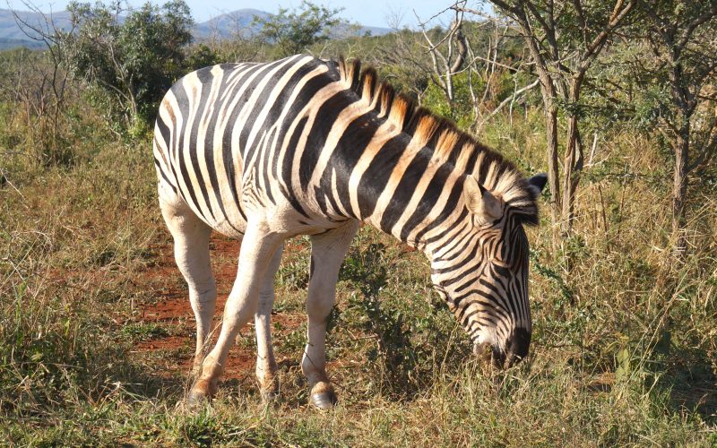 zèbre, parc hluhluwe imfolozi, afrique du sud