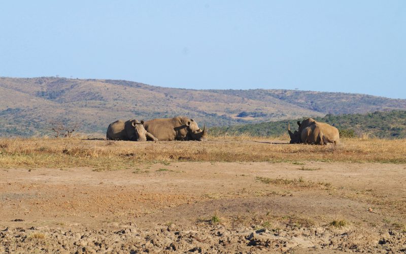 rhinocéros, parc hluhluwe imfolozi, afrique du sud