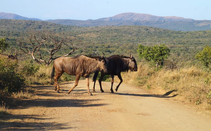 gnous, parc hluhluwe imfolozi, afrique du sud