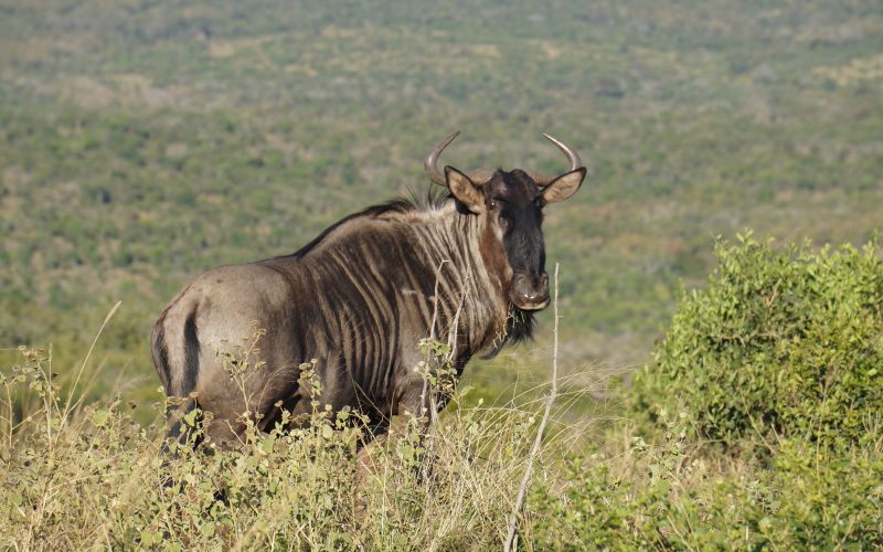 gnou, parc hluhluwe imfolozi, afrique du sud