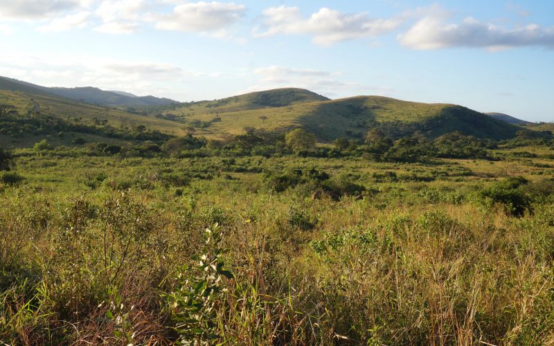 parc hluhluwe imfolozi, afrique du sud