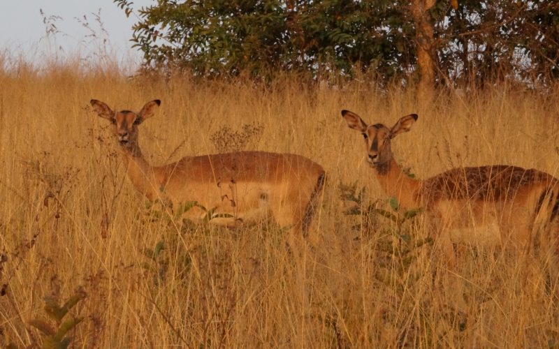 antilopes, Mlilwane Wildlife Sanctuary, swaziland