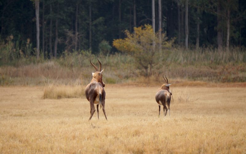 antilopes, Mlilwane Wildlife Sanctuary, Swaziland