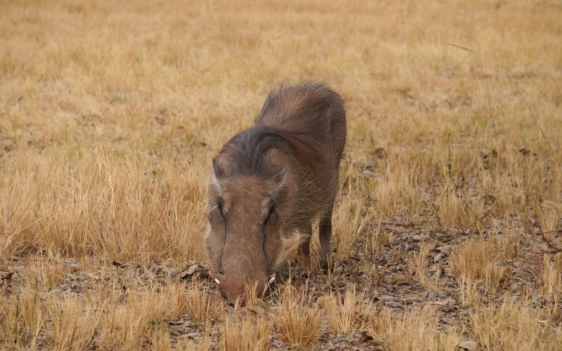 Phacochère, Mlilwane Wildlife Sanctuary, Swaziland