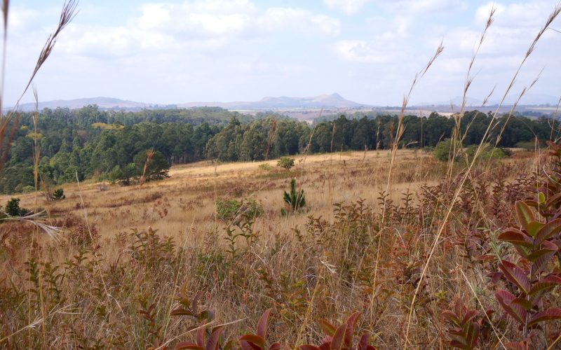 Old jeep track, Mlilwane wildlife sanctuary, Swaziland