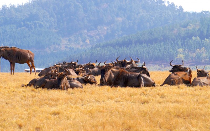 troupeau gnous, Mlilwane Wildlife Sanctuary, Swaziland