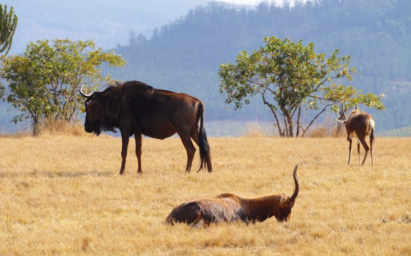 animaux, Mlilwane Wildlife Sanctuary, Swaziland