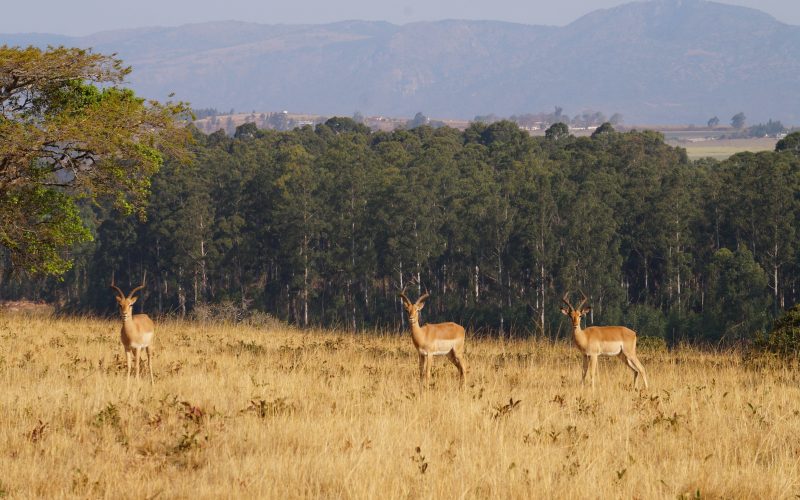 antilopes, Mlilwane Wildlife Sanctuary, Swaziland