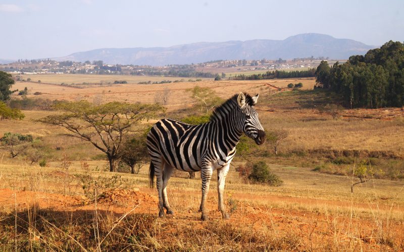 zèbre, Mlilwane Wildlife Sanctuary, Swaziland