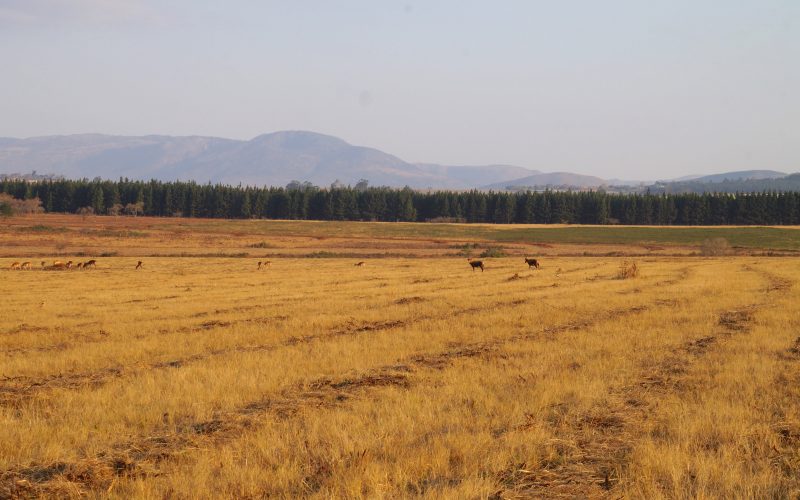 Mlilwane wildlife sanctuary, Swaziland