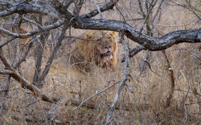 lion, parc kruger, afrique du sud