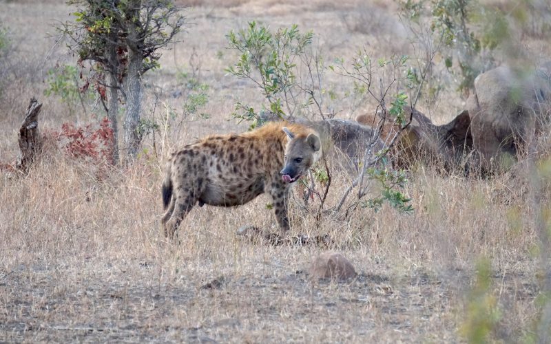 hyène, parc kruger, afrique du sud