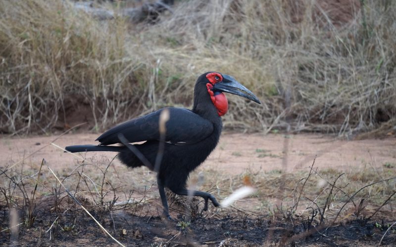 Bucorve du Sud, afrique du sud, parc kruger