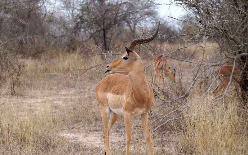 Impala, afrique du sud, parc Kruger