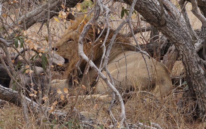 lion, parc kruger, afrique du sud