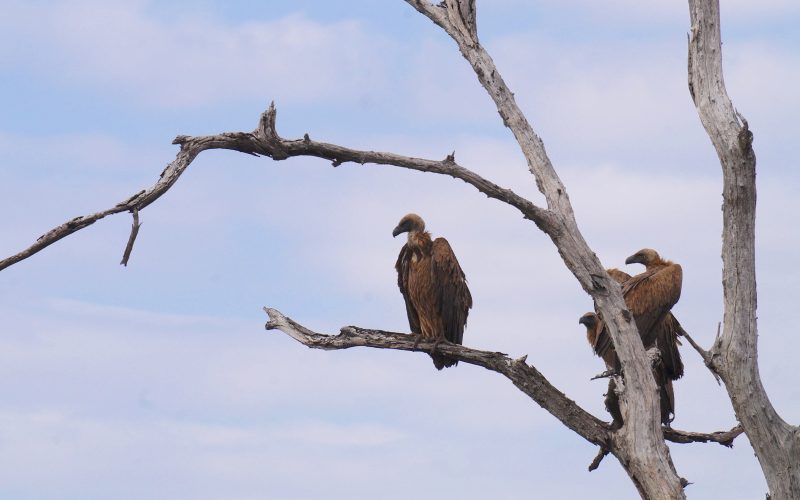 vautours, parc kruger, afrique du sud