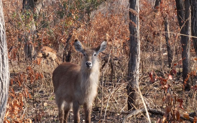 Antilope Sing-sing (bébé), parc kruger, afrique du sud