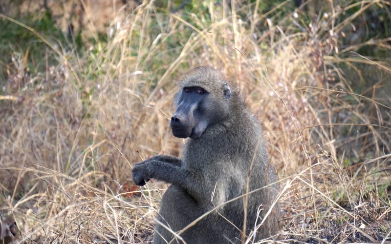 babouin, parc kruger, afrique du sud