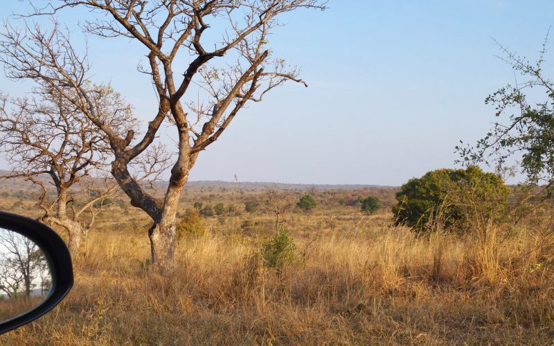 parc kruger, afrique du sud