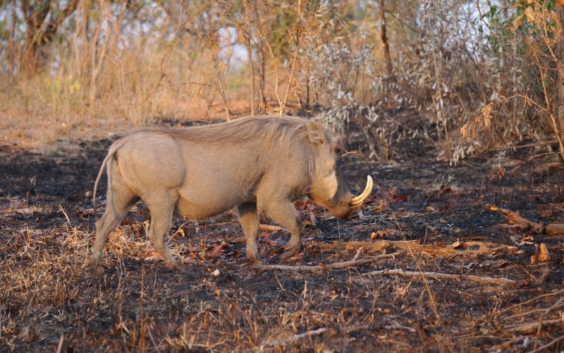 phacochère, parc kruger, afrique du sud