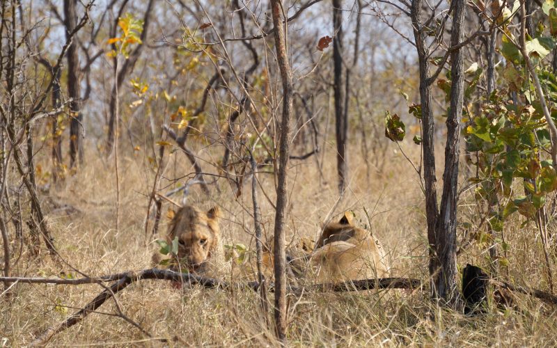 lions, parc kruger, afrique du sud