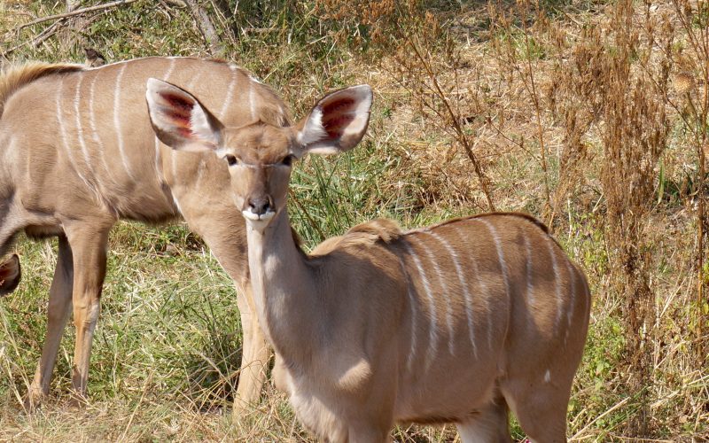 koudou, parc kruger, afrique du sud