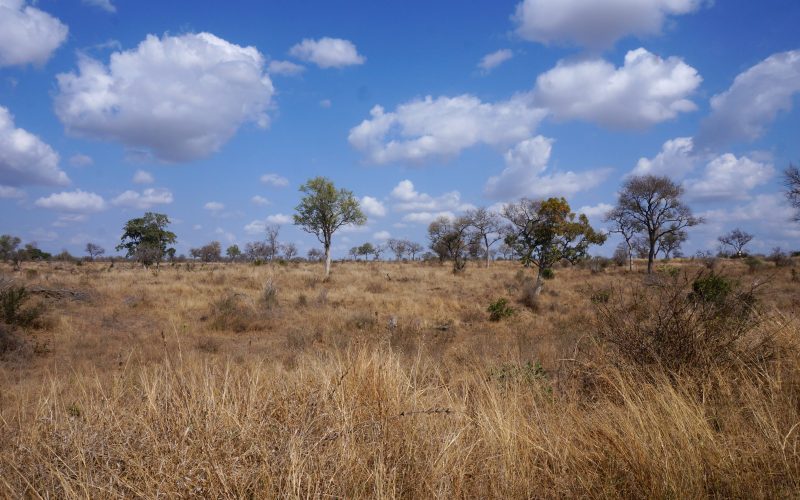 parc kruger, afrique du sud